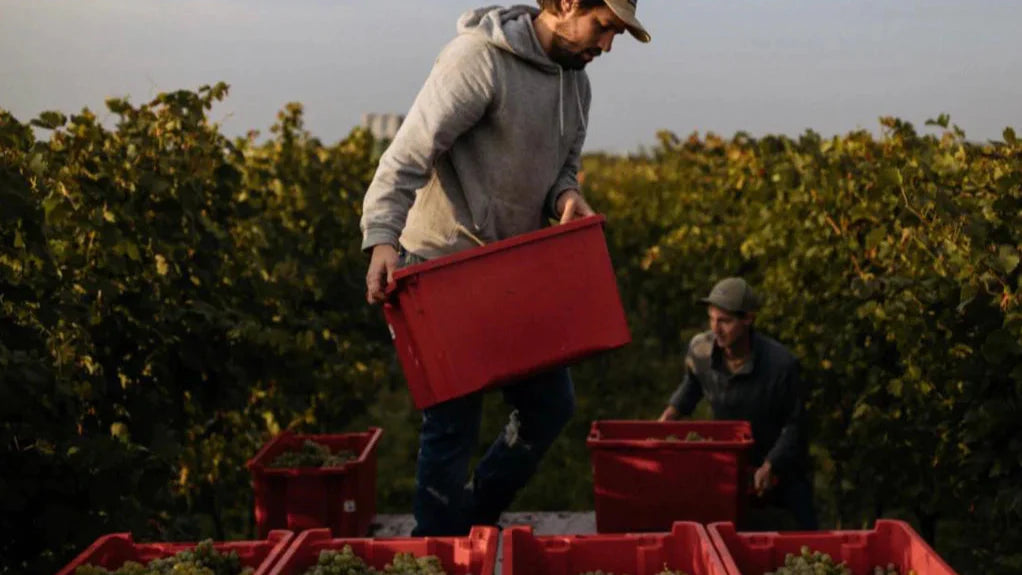 Natuurwijn ontdekken, wat je moet weten voor de juiste fles